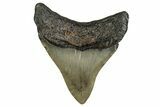 Fossil Megalodon Tooth - North Carolina #355739-1